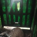 मोठ्या मांजरांचे पिंपरखेडला परतणे शिरूर ग्रामस्थांमध्ये भीतीचे वातावरण आहे